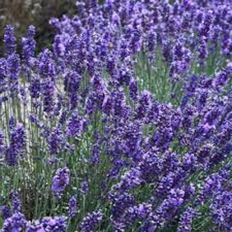 Lavender English Lavender Lavandula Angustifolia Vera 50 Etsy