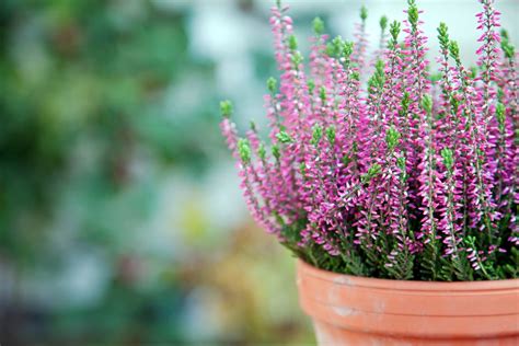 Heather Plants How To Grow And Care For Heather Plants