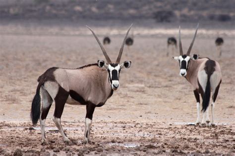 Beasts Of Botswana Gemsboks Venturesome Overland