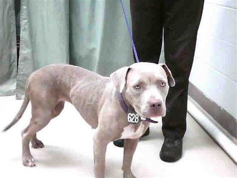 Maybe you would like to learn more about one of these? Underweight light grey blue American Pit Bull Terrier ...