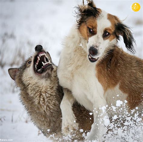 فرارو تصاویر درگیری گرگ با دو سگ