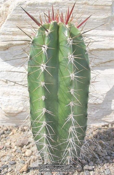 When full (up to 90% of the mass of a cactus may be water) most cacti—opuntias and cactoids—specialize in surviving in hot and dry environments (i.e. PlantFiles Pictures: Baseball Bat Cactus, Caripari ...