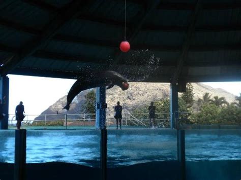 Sea Life Park Swimming With The Dolphins Oahu All You Need To Know