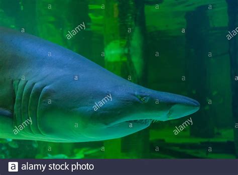 Bull Shark Teeth Hi Res Stock Photography And Images Alamy