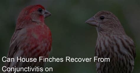 Can House Finches Recover From Conjunctivitis On Their Own