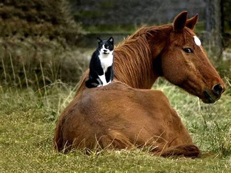 12 Photos Of Cats Riding Horses Horse Nation