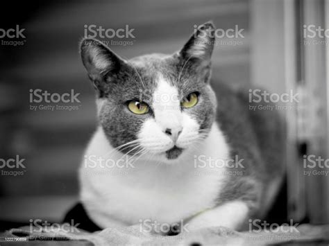 Beautiful Greeneyes Cat Stock Photo Download Image Now Domestic Cat