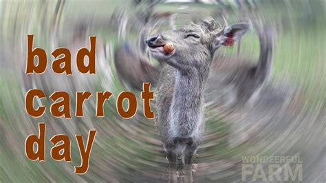 Although deer will eat apples, carrots, cabbage, etc., their use is not recommended. Deer eating a carrot keeps dropping it | Wondeerful Farm ...