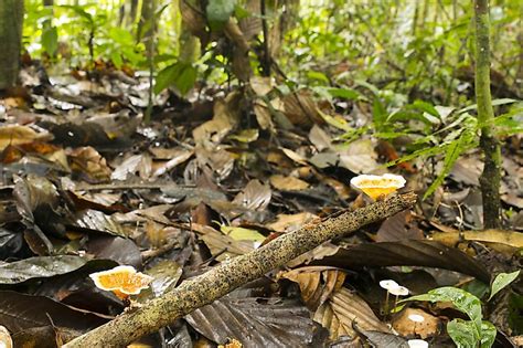 The Four Main Layers Of A Rainforest Worldatlas