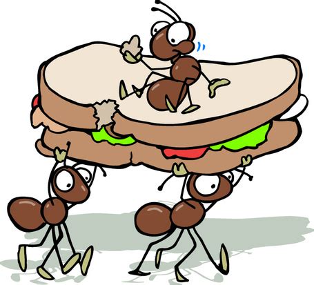 Important Facts You Need to Know About Household Ant Control