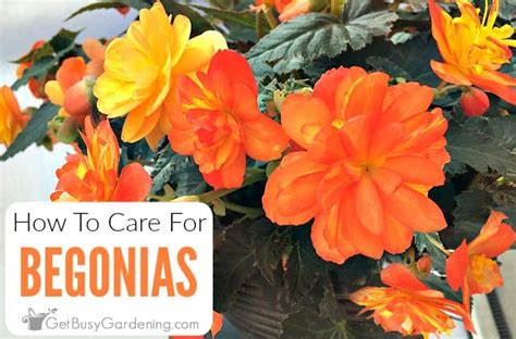 Begonia Plant Care How To Grow And Care For Begonias