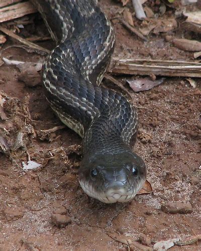 Wildlife Eastern Rat Snake Black Yellow And Gray Rat Snake