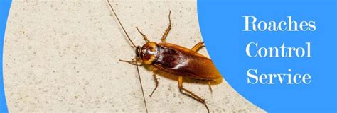 There are many different types of roaches, but the best way to get rid of most of them is to get rid of the food source and to perform a perimeter spray. How To Control Roaches Entering Into Your Home?