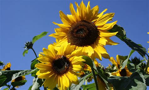 Sammeln sie einzelne kapseln in briefumschlägen oder schneiden sie ganze blütenstiele ab. Sonnenblumen ganz einfach vermehren, so einfach geht es ...