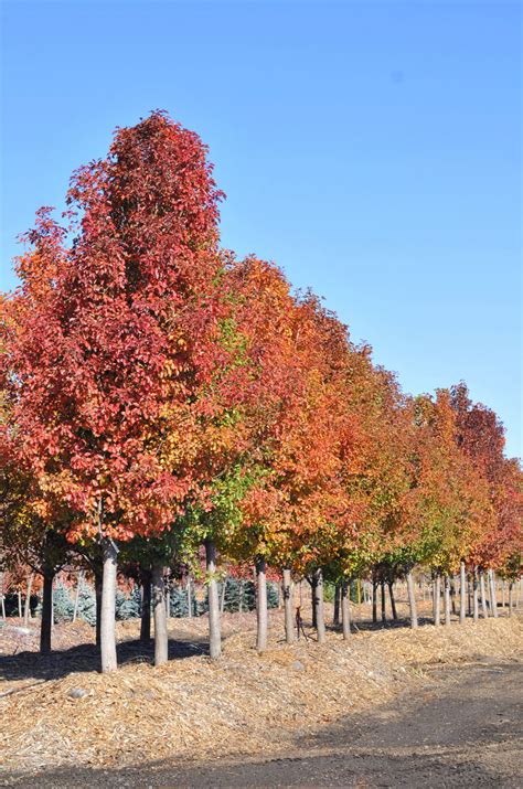 Cleveland flowering pear tree is very versitile and can grow across the country! PEAR CLEVELAND FLOWERING - CreekSide Tree Nursery