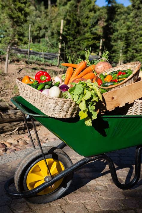 Various Fresh Vegetables In Wheelbarrow Stock Photo Image Of Basket