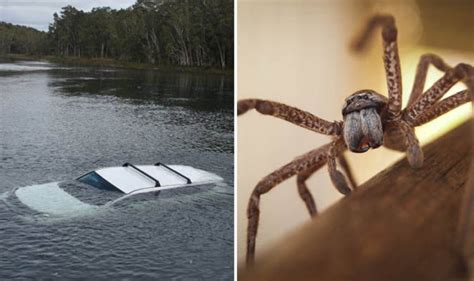 Huntsman Spider Causes Driver To Plough Car Into Lake In Australia