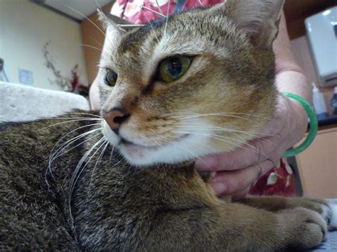 15 users explained the cat's meow meaning. Singapore Community Cats: Update on Meow-Meow