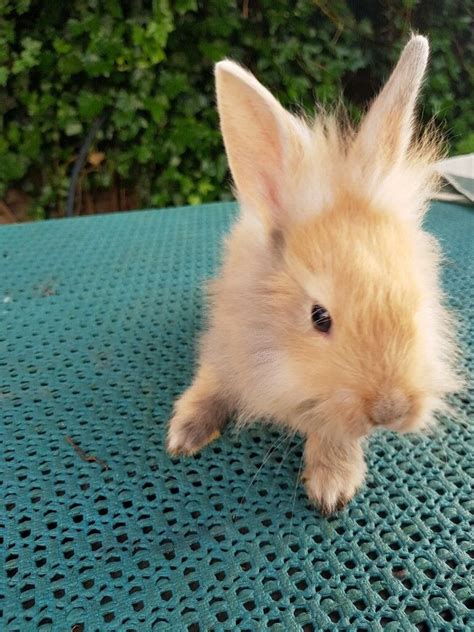 Very Cute Mixed Breed Baby Bunnies For Sale In Hounslow