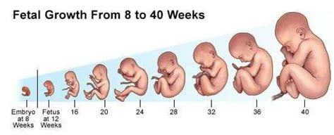 Fetal Development During The First Trimester