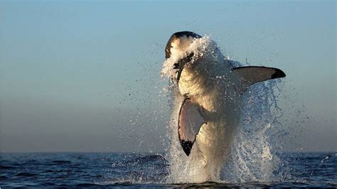 Jumping Shark Seal Predators Water Great White Jumping Sharks