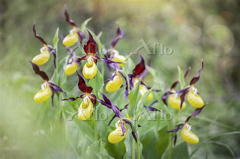 Ladys Slipper Orchid Cypripedium Calceolus In Nature Dolomites