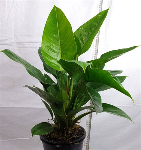 Philodendron Imperial Green 10 Pot Hello Hello Plants And Garden
