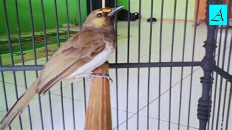 Gunakan layanan kompresi gambar ini untuk memperkecil ukuran gambar. Burung Rengganis mana yang tidak nyaut dan gacor dengan ...