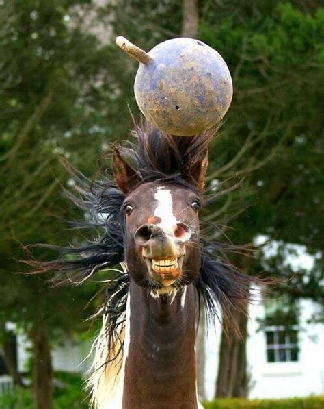10 Of The Happiest Looking Horses Ever Central Steel Build Funny