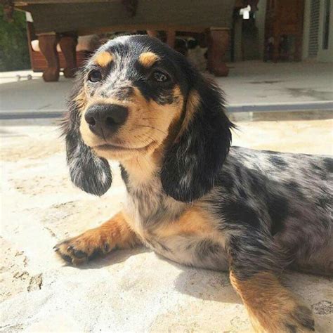 If you want one or the other, or both, you will need to install their respective packages. I want one | Weiner dog, Dog love, Weenie dogs