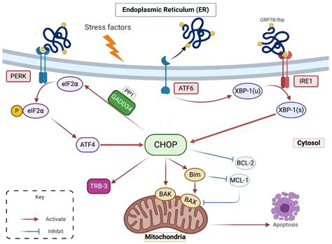 IJMS | Free Full-Text | CHOP Pro-Apoptotic Transcriptional Program in