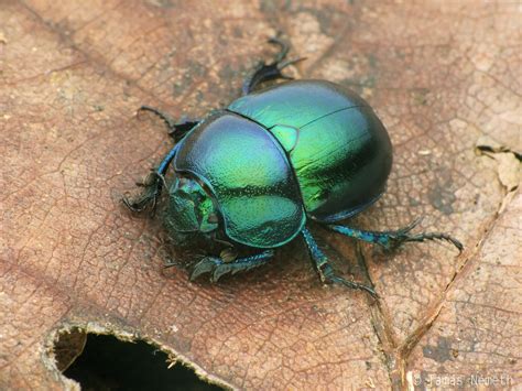 Greenish Trypocopris Trypocopris Vernalis Linnaeus 1758 Tamás