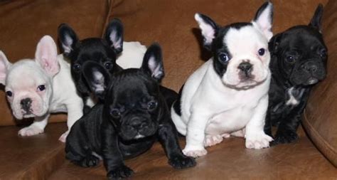 Inatçılığı az da olsa gidecektir. French Bulldog Puppies For Sale | Tucson, AZ #129087