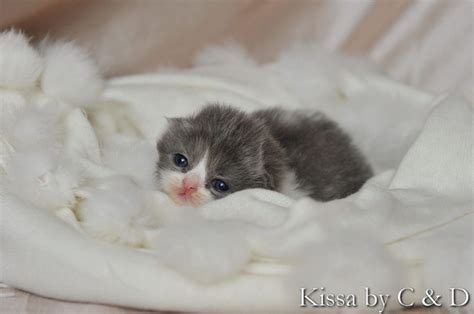 Newborn Kittens For Adoption Near Me Rteley