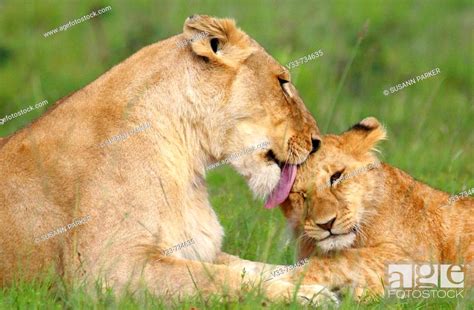Lioness Grooming Her Cub On The Plains Of The Masai Mara Kenya Stock