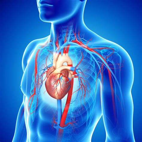 Sistema Circulatorio Definición Características Importancia