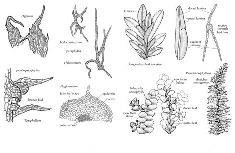 Morphology Of Mosses Phylum Bryophyta