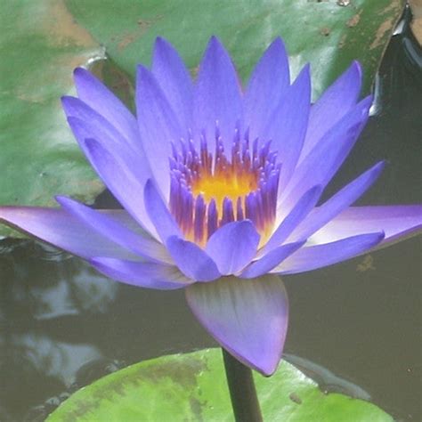 Purple Water Lily Organic Hand Crafted Healing Flower Essences