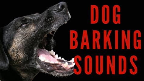 Dog Barking Sounds Dog Sound Effects Youtube