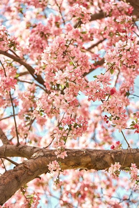 Beautiful Pink Cherry Blossoms On A Spring Day Stock Photo Image Of