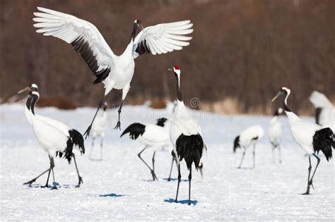 Red Crowned Crane Bird Dancing On Snow And Flying In Kushiro Hokkaido