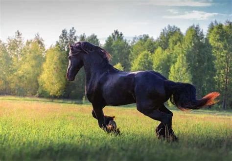 Friesian Horse Breed Guide Facts History And Colors