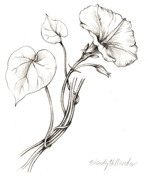 Morning Glory From The Collection Of Botanical Illustrations Of