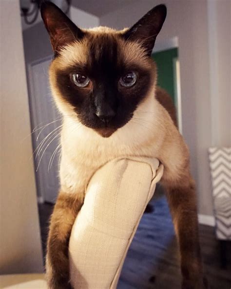 Seal Point Siamese Cats For Adoption Tori Hussey