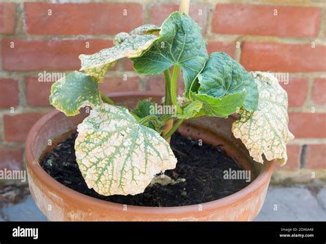 Mosaic Virus On The Leaves Of A Cucumber Plant In A Uk Garden Stock