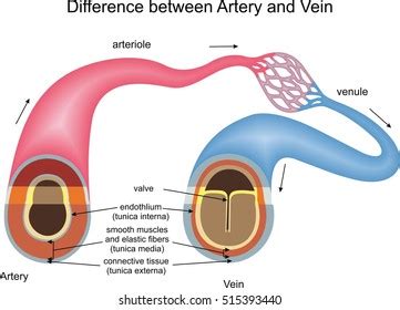 Diagram Of Veins And Arteries
