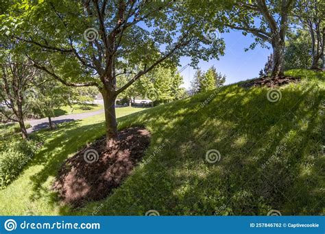Grassy Hillside And Trees In Public Park Stock Photo Image Of Nature