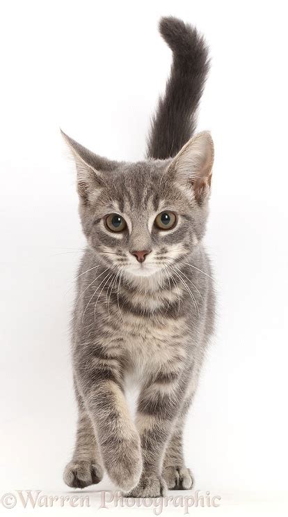 Grey Tabby Kitten Walking Photo Wp43539