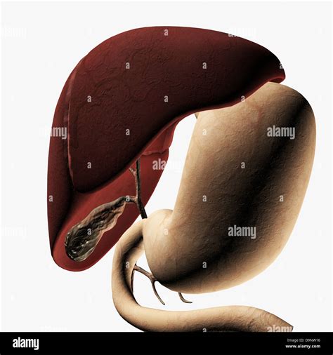 Stomach Liver Pancreas High Resolution Stock Photography And Images Alamy