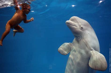 Four Year Old Chinese Boy Swims With Beluga Whale Gagdaily News